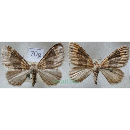 Xanthorhoe ferrugata (Clerck, 1759) pair Paśnik rdzawiak Czech70g